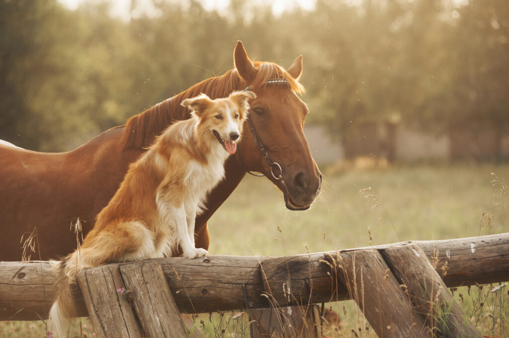 banixx horse and dog
