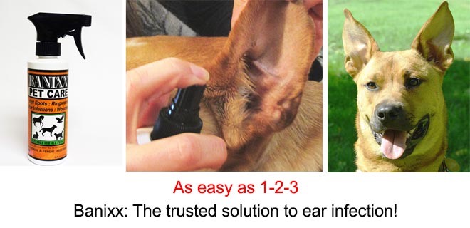 Banixx for dogs